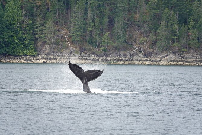 Campbell River: Kayaking and Whale Watching Tour - Lunch and hot drinks on board: the reset you need