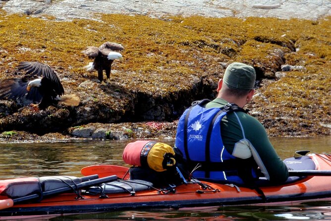 Campbell River: Kayaking and Whale Watching Tour - Who should book this tour (and who should think twice)