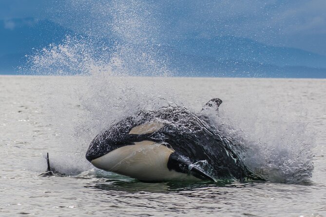 "Catch of the day" Whale-watching, Icy strait point, Hoonah - Key Points You’ll Actually Care About