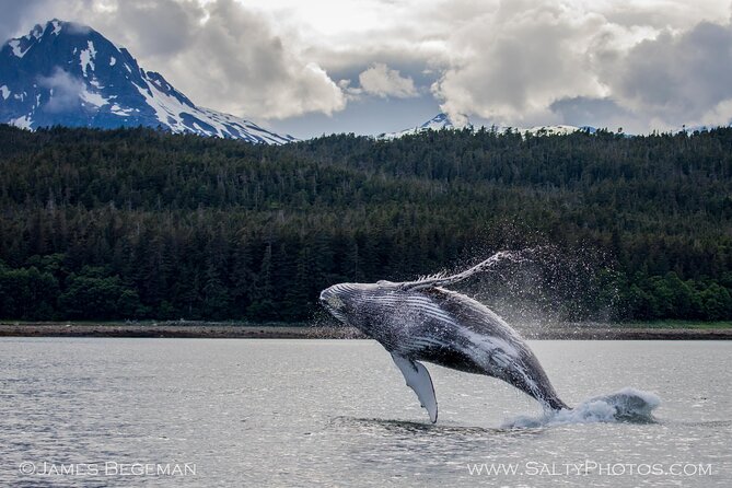 "Catch of the day" Whale-watching, Icy strait point, Hoonah - The 38’ Power Cat setup: comfort, warmth, and visibility