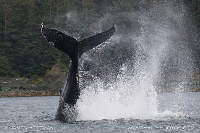 "Catch of the day" Whale-watching, Icy strait point, Hoonah - What you might see: humpbacks, orcas, and the wildlife bonus