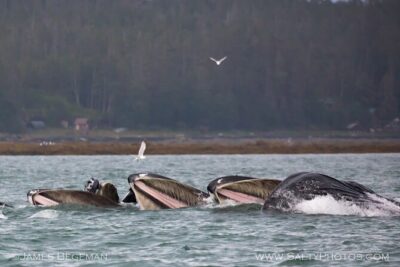 "Catch of the day" Whale-watching, Icy strait point, Hoonah - Captains, naturalists, and the whale-finding approach