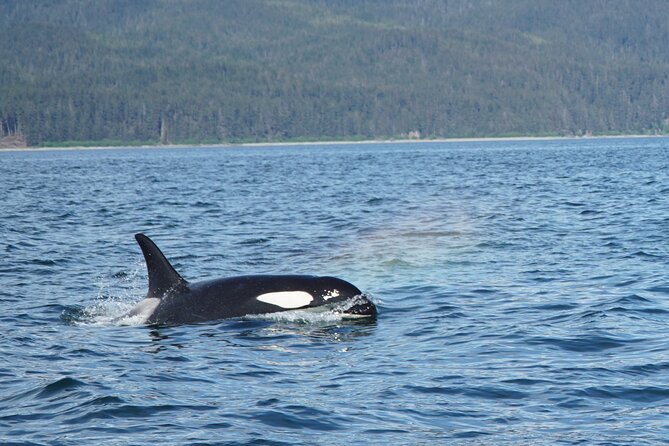 "Catch of the day" Whale-watching, Icy strait point, Hoonah - Comfort that’s more than marketing: warmth, motion, and small extras
