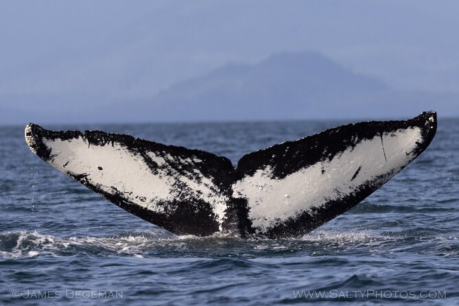 "Catch of the day" Whale-watching, Icy strait point, Hoonah - Price and value at $236: what you’re really buying