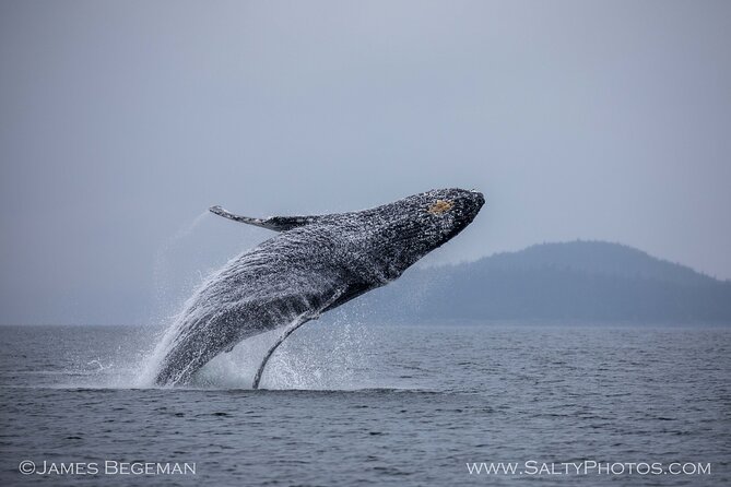 "Catch of the day" Whale-watching, Icy strait point, Hoonah - Who should book this whale watch in Hoonah?