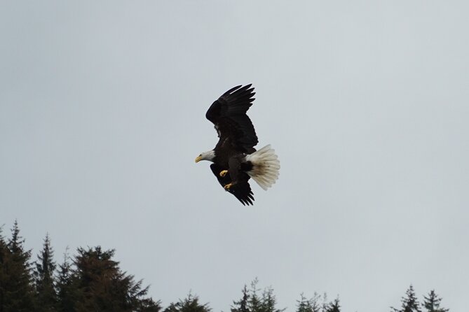 "Catch of the day" Whale-watching, Icy strait point, Hoonah - Should you book Catch of the Day Whale Watching?