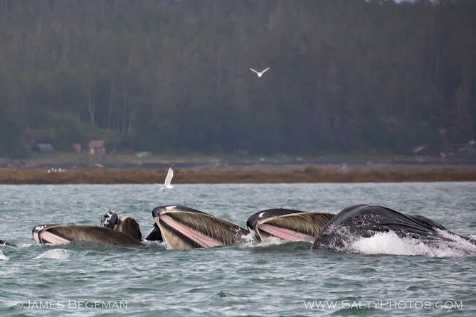 "Catch of the day" Whale-watching, Icy strait point, Hoonah - Captains, naturalists, and the whale-finding approach
