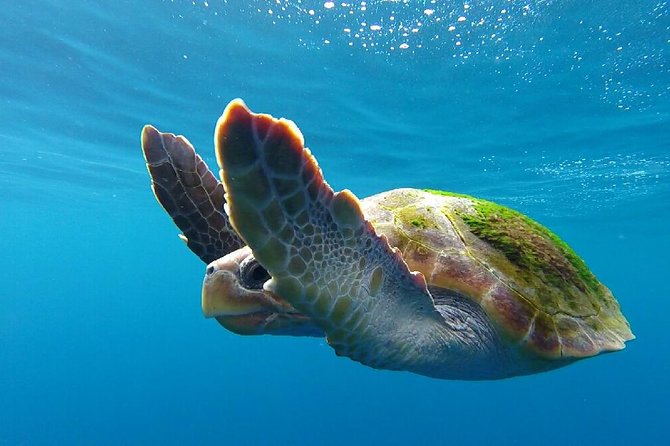 Costa Adeje | Cetacean sighting in Tenerife South - The hydrophone and engine-off rule: what you’ll notice beyond spotting whales