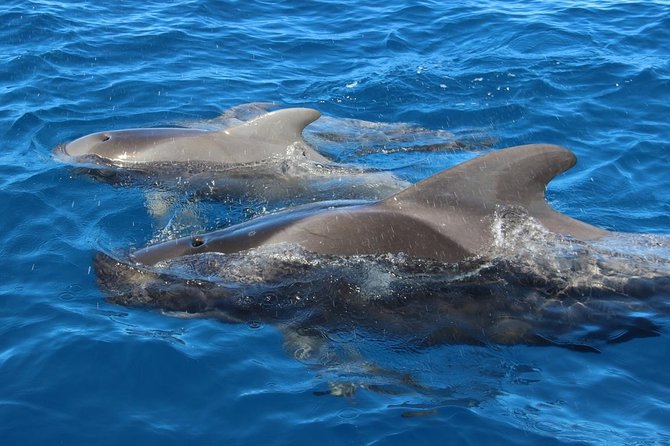 Costa Adeje | Cetacean sighting in Tenerife South - Who should book this Tenerife cetacean sighting cruise