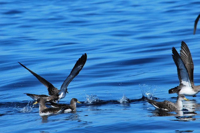 Costa Adeje | Cetacean sighting in Tenerife South - FAQ