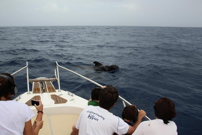 Costa Adeje | Cetacean sighting in Tenerife South - How the biologist’s conservation focus changes your viewing habits