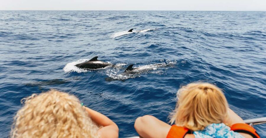 Costa Adeje: Whale Watching Catamaran Tour with Drinks - Costa Adeje Whale Watching: Why This Catamaran Works