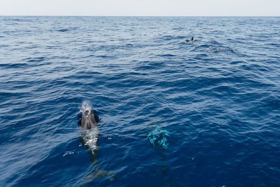 Costa Adeje: Whale Watching Catamaran Tour with Drinks - What You’ll See: Pilot Whales, Dolphins, and Other Local Wildlife