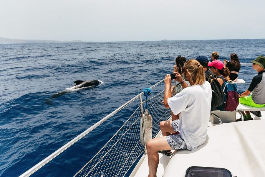 Costa Adeje: Whale Watching Catamaran Tour with Drinks - The Onboard Experience: Drinks, Info, and a Friendly Crew
