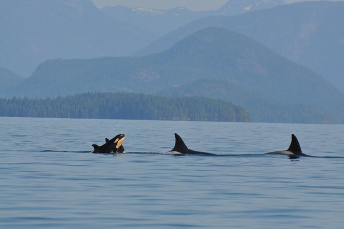 Covered Boat Whale Watching 6-Hour Tour from Campbell River - Spotting whales and sea lions from a small boat: what to expect on the water