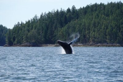 Covered Boat Whale Watching 6-Hour Tour from Campbell River - Cape Mudge Lighthouse and the Quadra Island pass: a scenic start before the wildlife watching