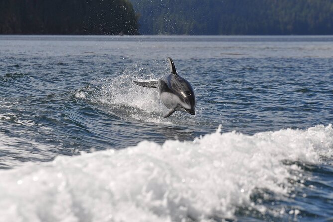 Covered Boat Whale Watching 6-Hour Tour from Campbell River - Price and value: what $270.91 buys you in a 6-hour whale watch