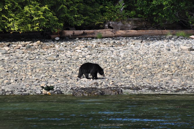 Covered Boat Whale Watching 6-Hour Tour from Campbell River - Who should book this tour from Campbell River (and who might want a different plan)