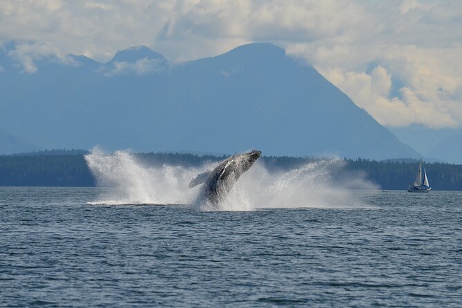 Covered Boat Whale Watching 6-Hour Tour from Campbell River - Should you book this 6-hour Campbell River whale watching tour?