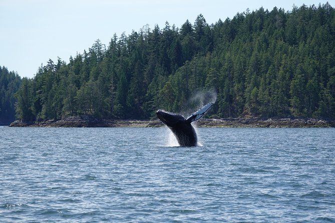 Covered Boat Whale Watching 6-Hour Tour from Campbell River - Cape Mudge Lighthouse and the Quadra Island pass: a scenic start before the wildlife watching