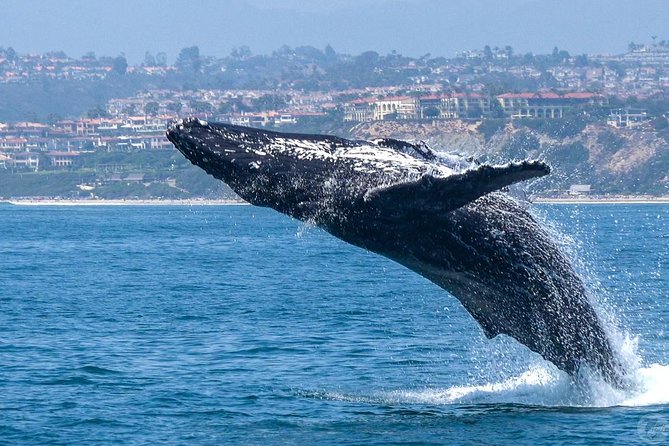 Dana Point Dolphin and Whale Watching with Underwater Viewing - Timing and Weather: What Really Affects Your Chances