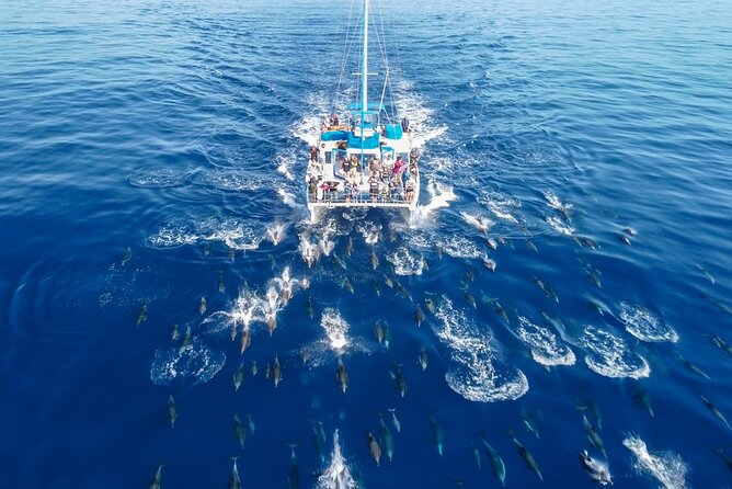 Dana Point Dolphin and Whale Watching with Underwater Viewing - The Wildlife You Can Actually Expect to See