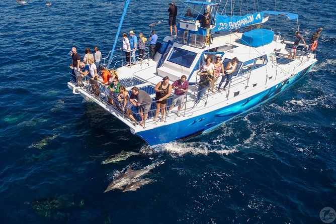Dana Point Dolphin and Whale Watching with Underwater Viewing - Getting Comfortable on the Water: Motion, Front Deck Views, and Nerves