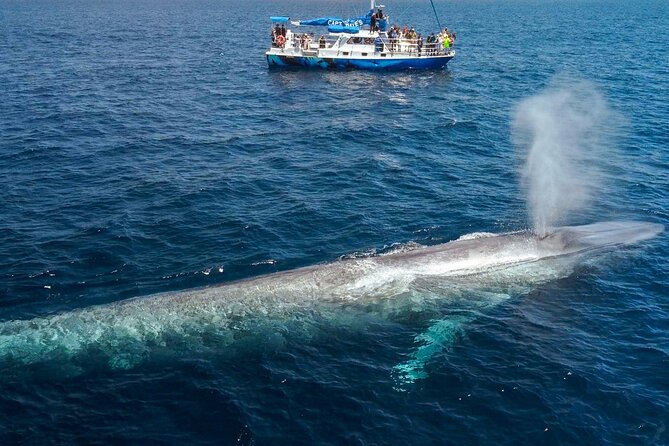 Dana Point Dolphin and Whale Watching with Underwater Viewing - The Price: What $99.99 Gets You, and Why the Deal Can Be Real