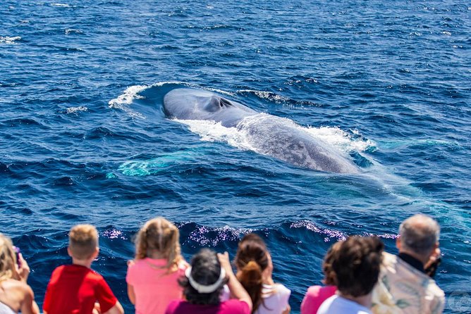 Dana Point Dolphin and Whale Watching with Underwater Viewing - Underwater Viewing Pods on Manute’a: A Small Space With Big Payoff