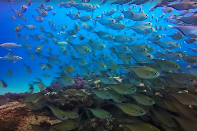 Day Trip to Ponta de Ouro Beach /Dolphin Swim+Snorkel+Whale Watch - Price and value: is $230 worth it?