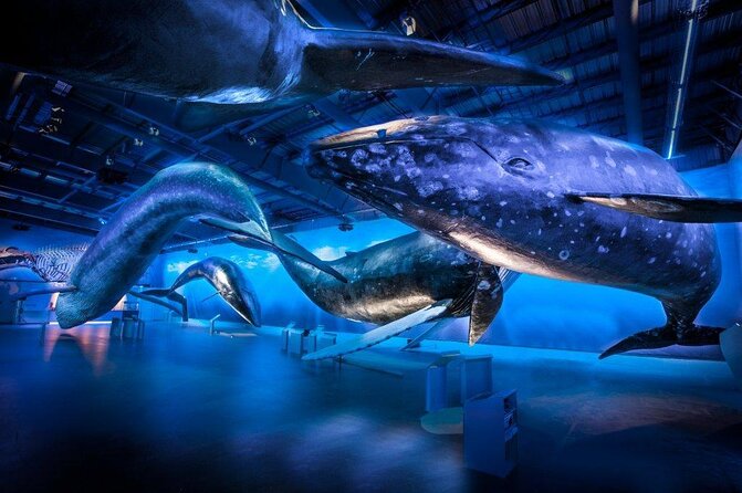 Deluxe Whale Watching and Whales of Iceland Exhibition Combo from Reykjavik - At a Glance: What Makes This Combo Worth Your Time