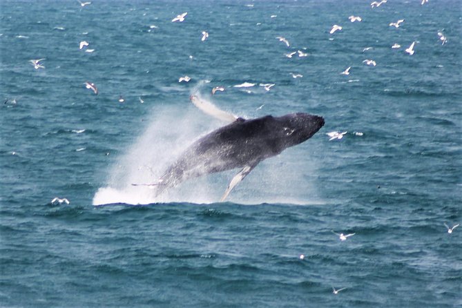 Deluxe Whale Watching and Whales of Iceland Exhibition Combo from Reykjavik - From Old Harbour to the Atlantic: How the Boat Part Works