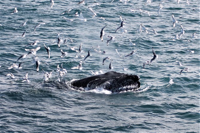 Deluxe Whale Watching and Whales of Iceland Exhibition Combo from Reykjavik - Price and Value: Is $120 Fair for This Combo?