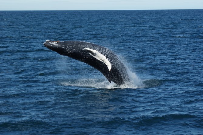 Deluxe Whale Watching and Whales of Iceland Exhibition Combo from Reykjavik - Practical Tips That Make the Day Go Smooth