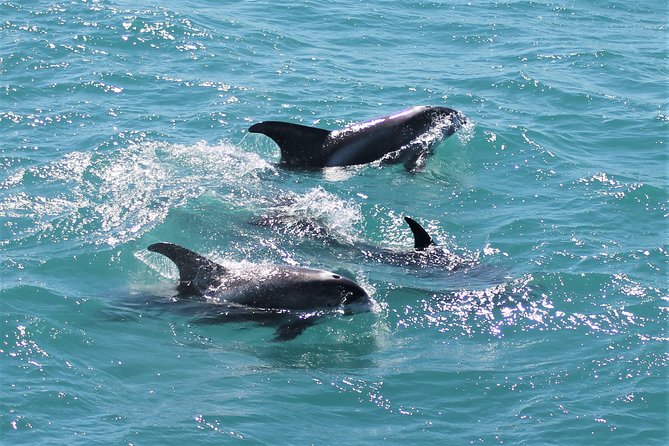 Deluxe Whale Watching and Whales of Iceland Exhibition Combo from Reykjavik - FAQ