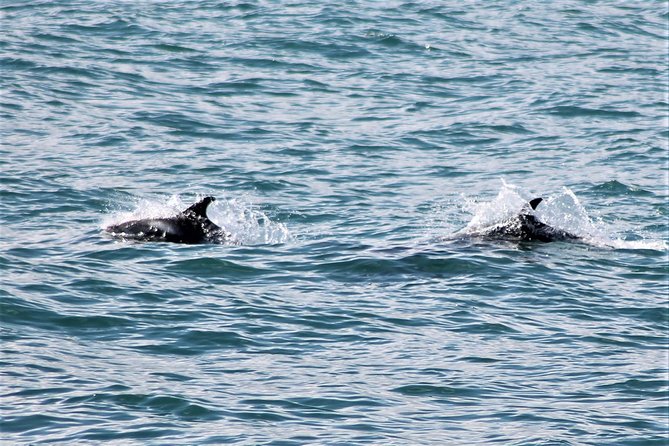 Deluxe Whale Watching and Whales of Iceland Exhibition Combo from Reykjavik - Whale Watching Reality Check: What You’ll Actually See