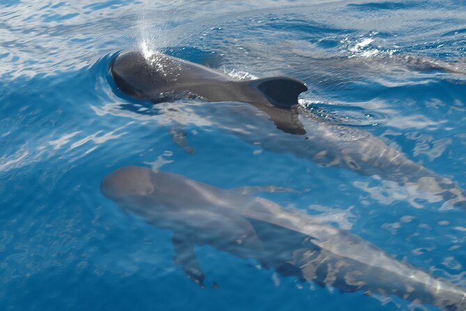 Dolphin and Whale Sailing Tour in Los Gigantes - The boat, the size, and what that means for you