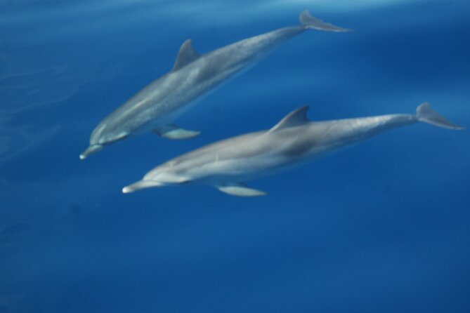 Dolphin and Whale Sailing Tour in Los Gigantes - Who the captain style is best for (and who should be picky)