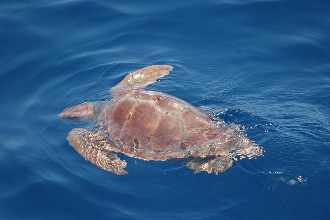 Dolphin and Whale Sailing Tour in Los Gigantes - Details that can make or break your comfort