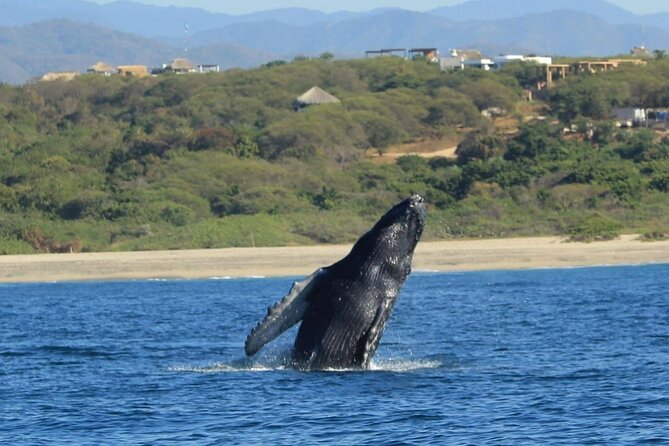 Dolphin and Whale Watching Boat Trip in Puerto Escondido - Snorkeling Gear and Optional Swim Zones