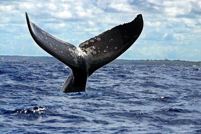 Dolphin and Whale Watching Boat Trip in Puerto Escondido - Pickup, Air-Conditioning, and the Start-Your-Day Reality Check