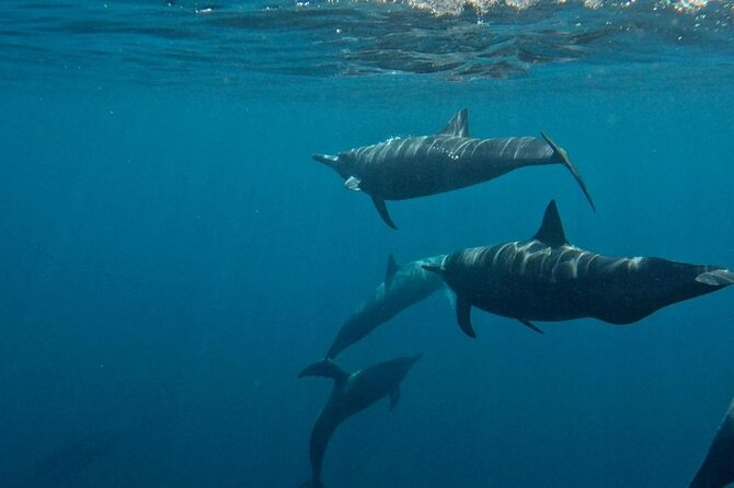 Dolphin and Whale Watching Boat Trip in Puerto Escondido - Price and Value: Is $56.79 Worth It?