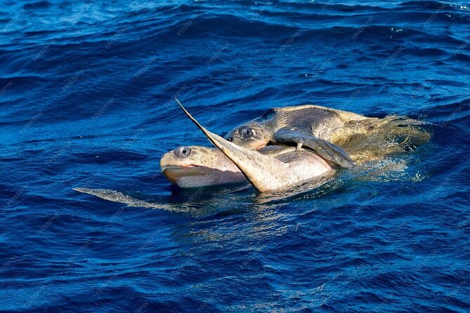 Dolphin and Whale Watching Boat Trip in Puerto Escondido - Who This Tour Fits Best (and Who Might Be Happier Elsewhere)