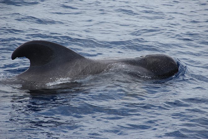 Dolphin and Whale Watching Catamaran Cruise from Funchal - What the Experience Feels Like in Real Terms
