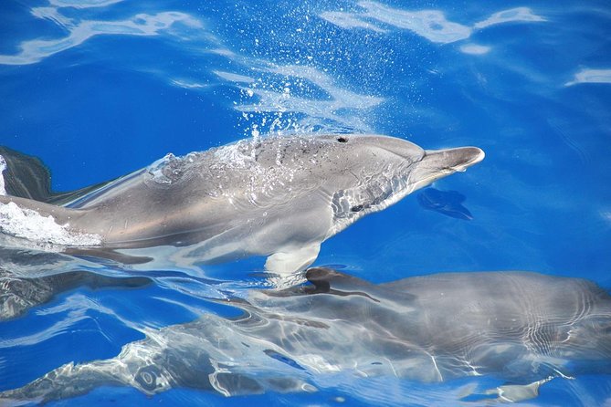 Dolphin and Whale Watching Catamaran Cruise from Funchal - Wildlife You Might Encounter (And Why It’s Not a Sure Thing)