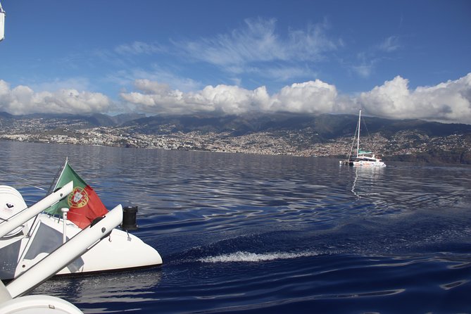 Dolphin and Whale Watching Catamaran Cruise from Funchal - If You Miss Cetaceans: Your Free-Repeat Safety Net