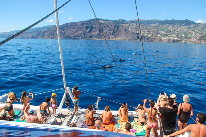 Dolphin and Whale Watching Catamaran Cruise from Funchal - When the Water Is Right: The Cabo Girão Swim Stop