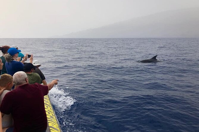 Dolphin and Whale Watching in La Restinga - Key Highlights You’ll Feel on This Cruise