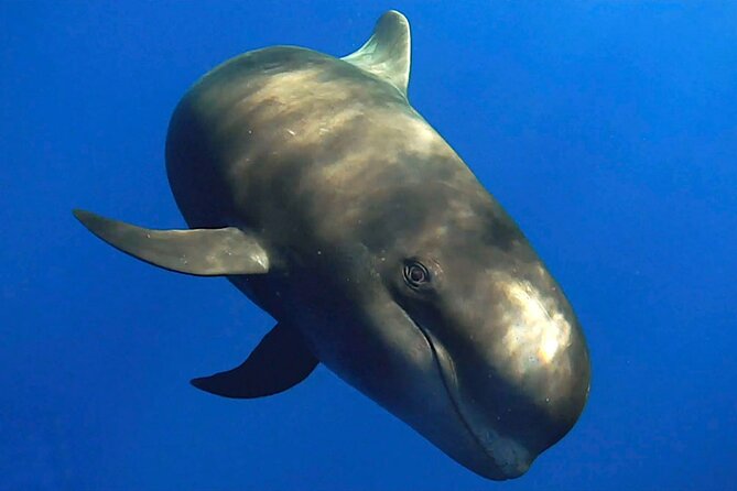 Dolphin and Whale Watching in La Restinga - The 3-Hour Plan: What Happens After You Meet at Centro de Buceo El Bajón