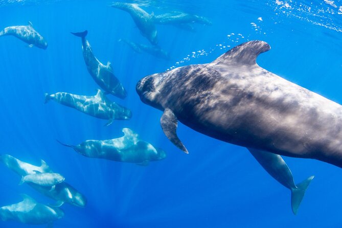 Dolphin and Whale Watching in La Restinga - Playa de las Alcuzas Swim Stop: When You Turn From Passenger to Ocean Participant